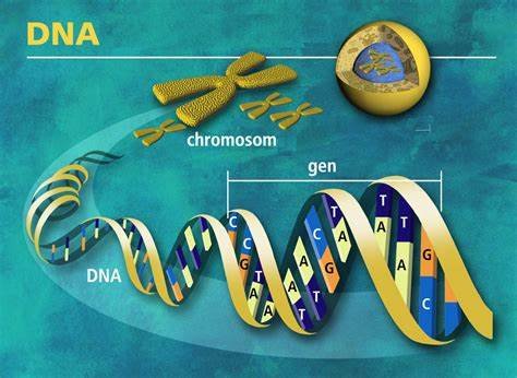 DNA