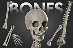 bones