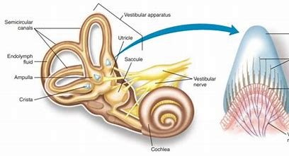 The Role of the Vestibular System in Balance